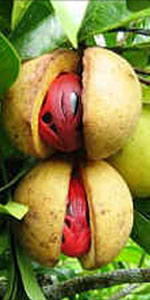 Nutmeg Plant and Cultivation