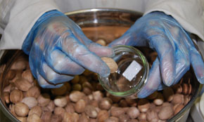 Nutmeg Quality Testing